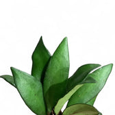 Hoya rosita 'Red Maroon' – Blattdetail vor weißem Hintergrund..