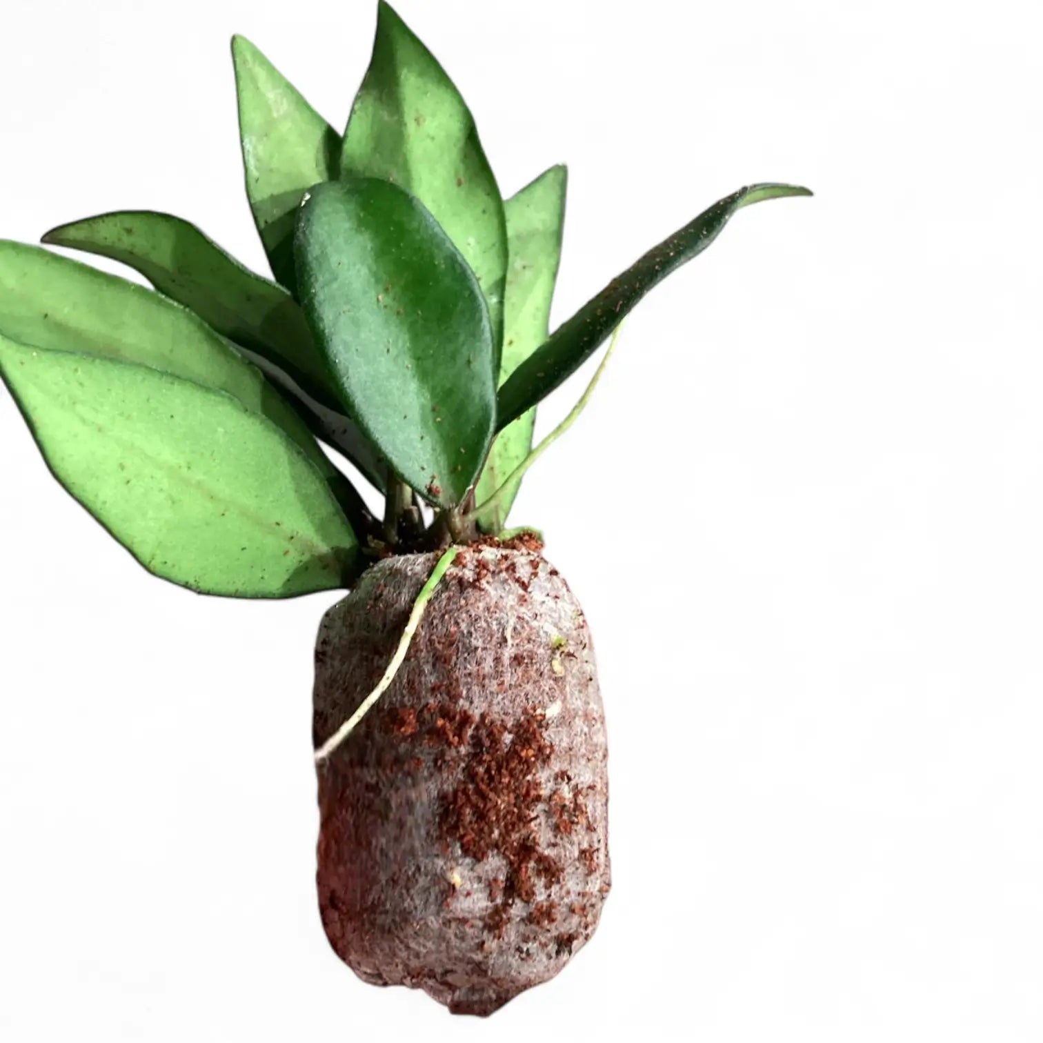 Hoya rosita 'Red Maroon' Zimmerpflanze im Anzuchttopf vor weißem Hintergrund, Produktfoto 2.
