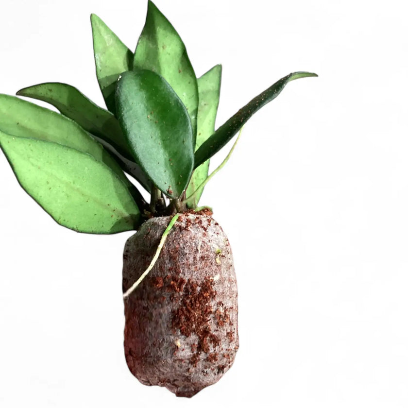 Hoya rosita 'Red Maroon' potted plant in nursery pot on white background.