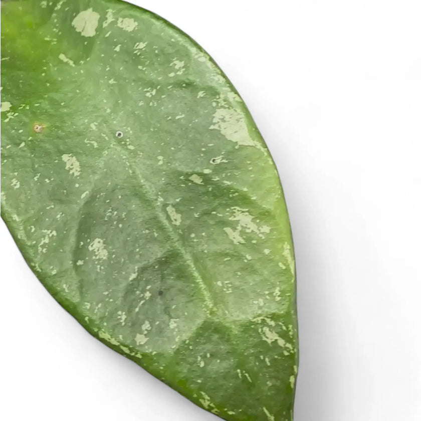 Hoya rundumensis 'Splash' – Blattdetail vor weißem Hintergrund..