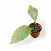 Hoya rundumensis 'Splash' potted plant in nursery pot on white background.
