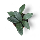 Hoya rundumensis 'Splash' potted plant in nursery pot on white background.