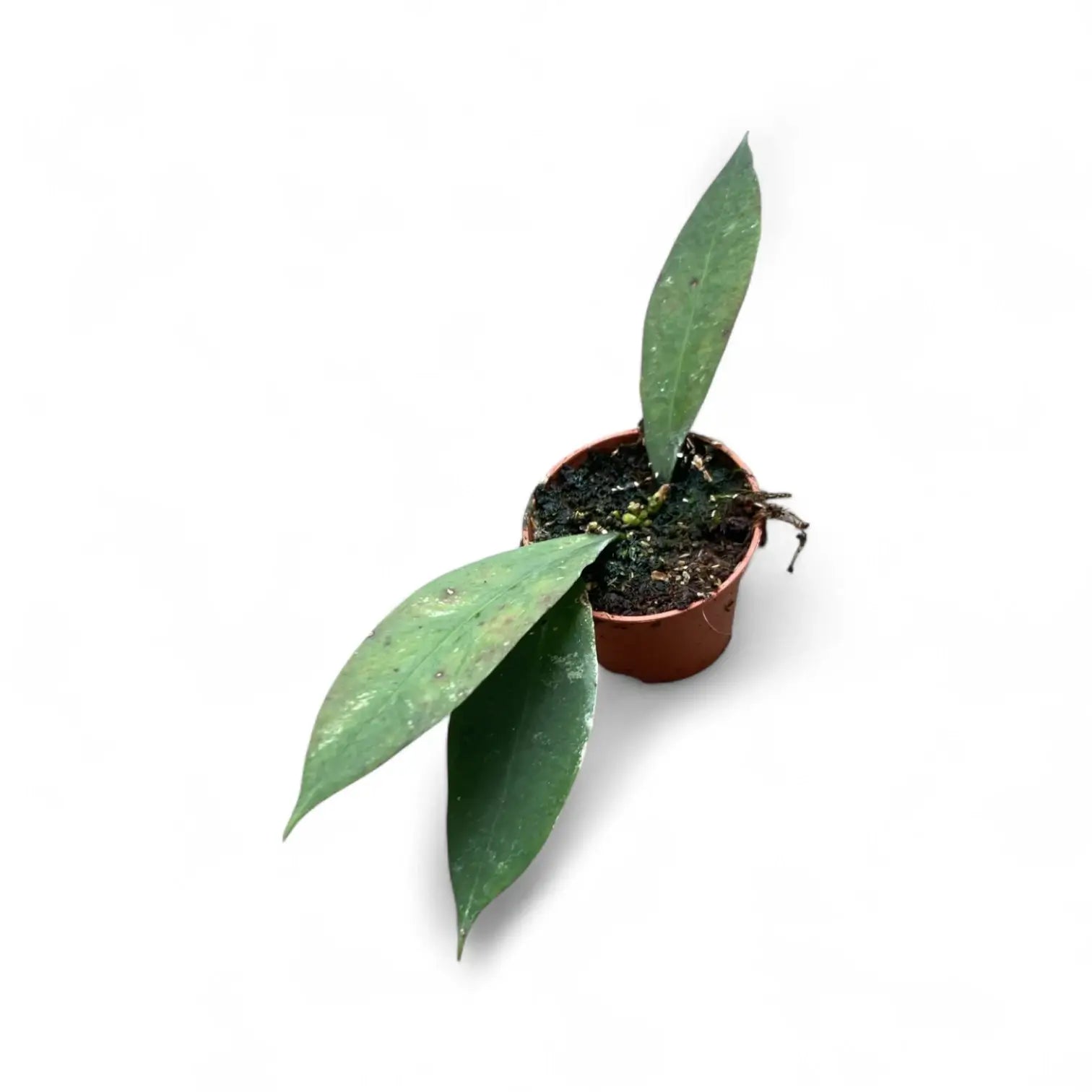 Hoya ruthiae Zimmerpflanze im Anzuchttopf vor weißem Hintergrund, Produktfoto 2.