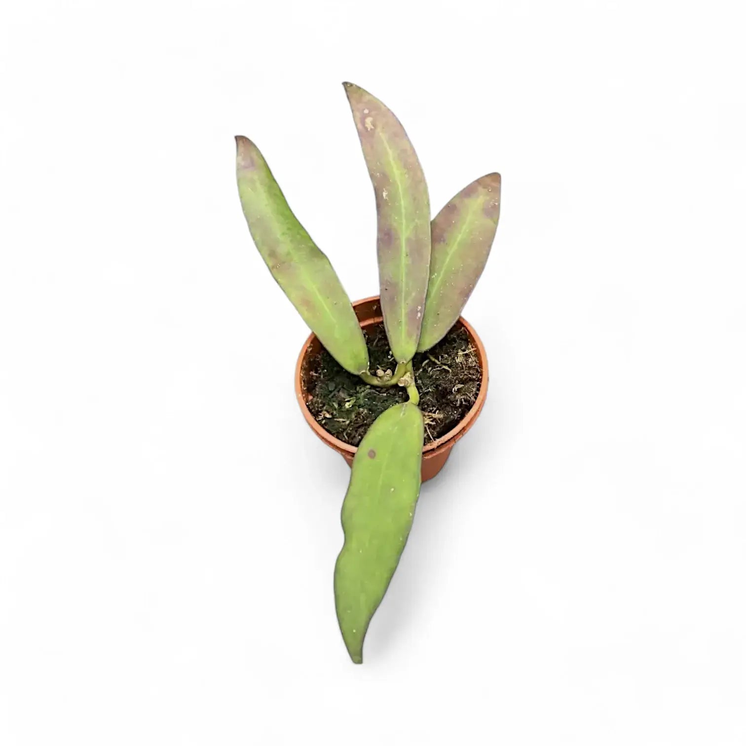 Hoya scortechinii potted plant in nursery pot on white background.