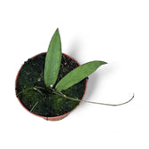 Hoya scortechinii potted plant in nursery pot on white background.