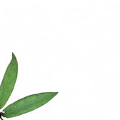 Hoya scortechinii potted plant in nursery pot on white background.