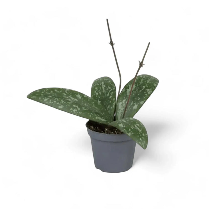 Hoya sigillatis potted plant in nursery pot on white background.