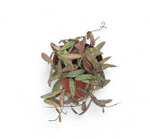 Hoya sigillatis potted plant in nursery pot on white background.