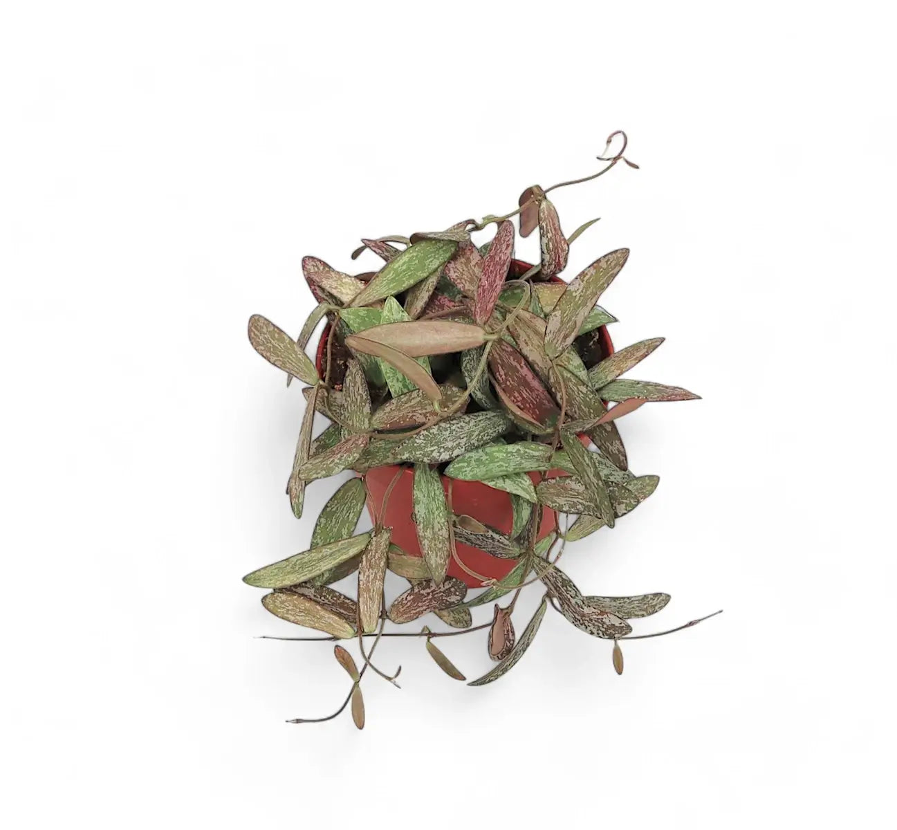 Hoya sigillatis potted plant in nursery pot on white background.