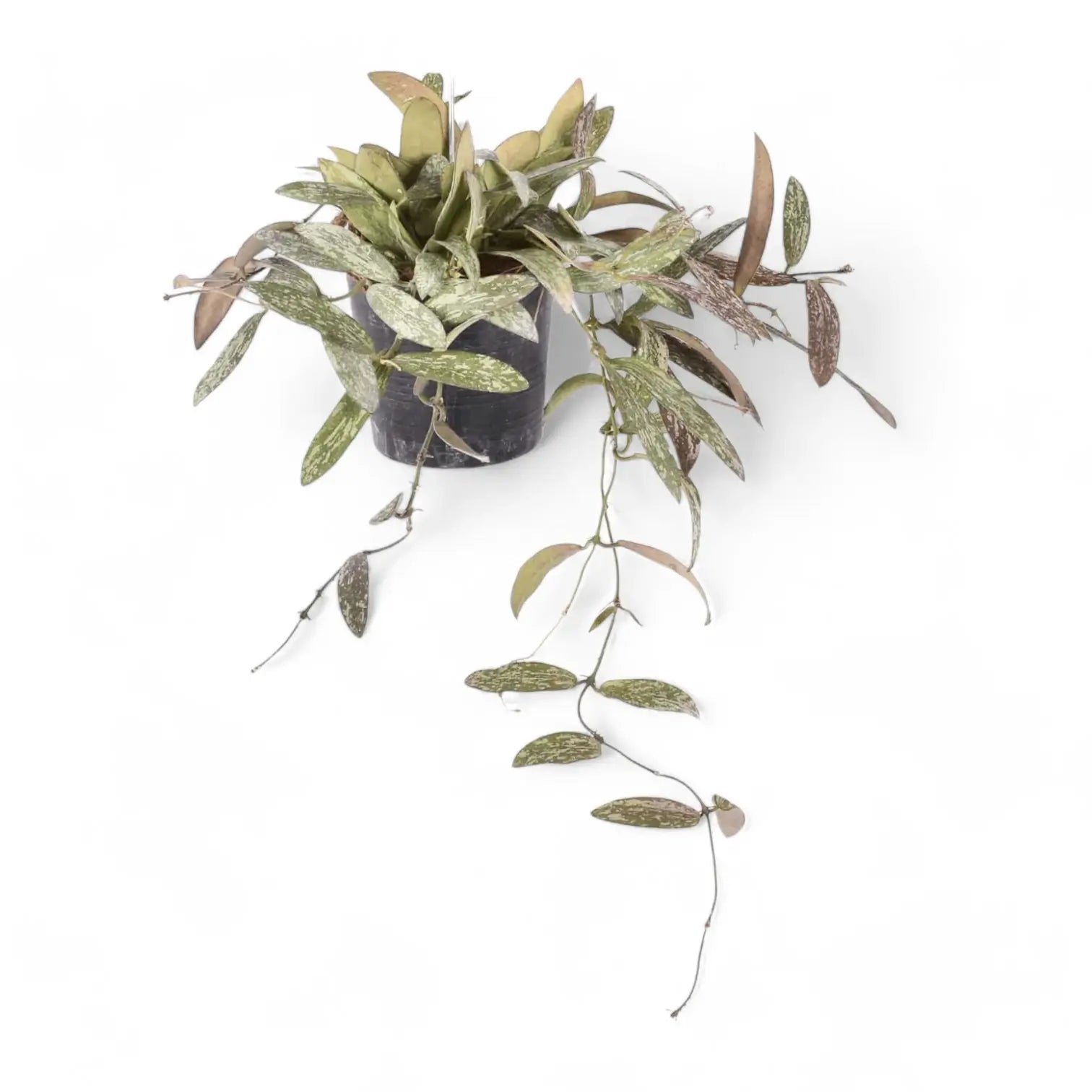 Hoya sigillatis potted plant in nursery pot on white background.