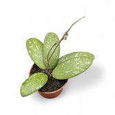 Hoya sigillatis AH004 Zimmerpflanze im Anzuchttopf vor weißem Hintergrund, Produktfoto 2.