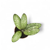 Hoya sigillatis AH004 Zimmerpflanze im Anzuchttopf vor weißem Hintergrund, Produktfoto 3.