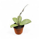 Hoya sigillatis AH004 Zimmerpflanze im Anzuchttopf vor weißem Hintergrund, Produktfoto 4.