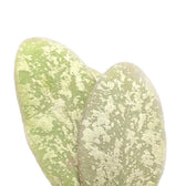 Hoya sigillatis 'Silver' (AH001) close-up of leaf on white background.