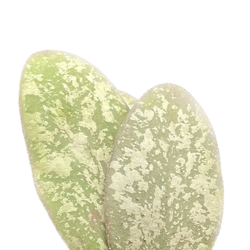 Hoya sigillatis 'Silver' (AH001) – Blattdetail vor weißem Hintergrund..