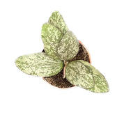 Hoya sigillatis 'Silver' (AH001) potted plant in nursery pot on white background.