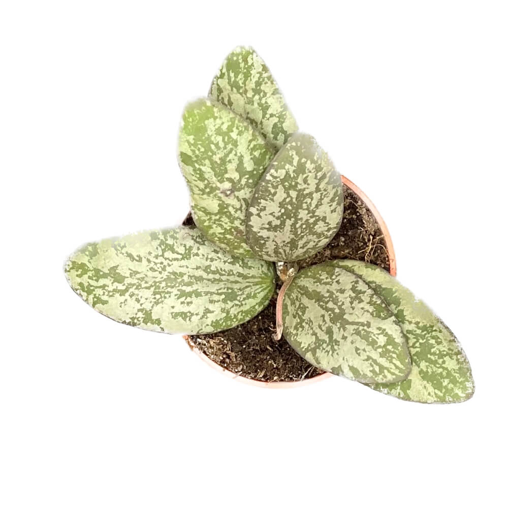Hoya sigillatis 'Silver' (AH001) potted plant in nursery pot on white background.