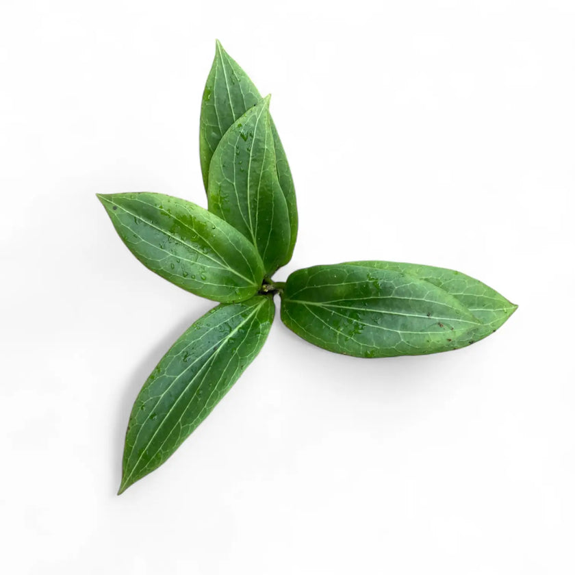 Hoya soligamiana potted plant in nursery pot on white background.