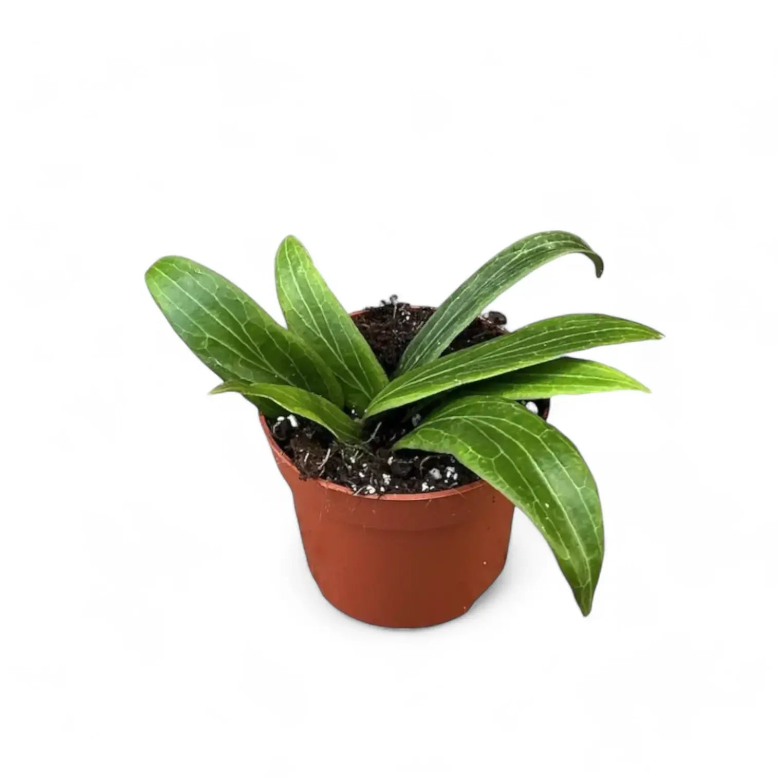 Hoya soligamiana Zimmerpflanze im Anzuchttopf vor weißem Hintergrund, Produktfoto 6.
