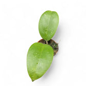 Hoya sp. Aceh Zimmerpflanze im Anzuchttopf vor weißem Hintergrund, Produktfoto 2.