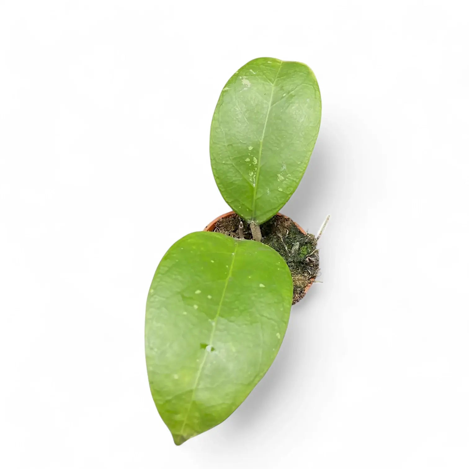 Hoya sp. Aceh Zimmerpflanze im Anzuchttopf vor weißem Hintergrund, Produktfoto 2.