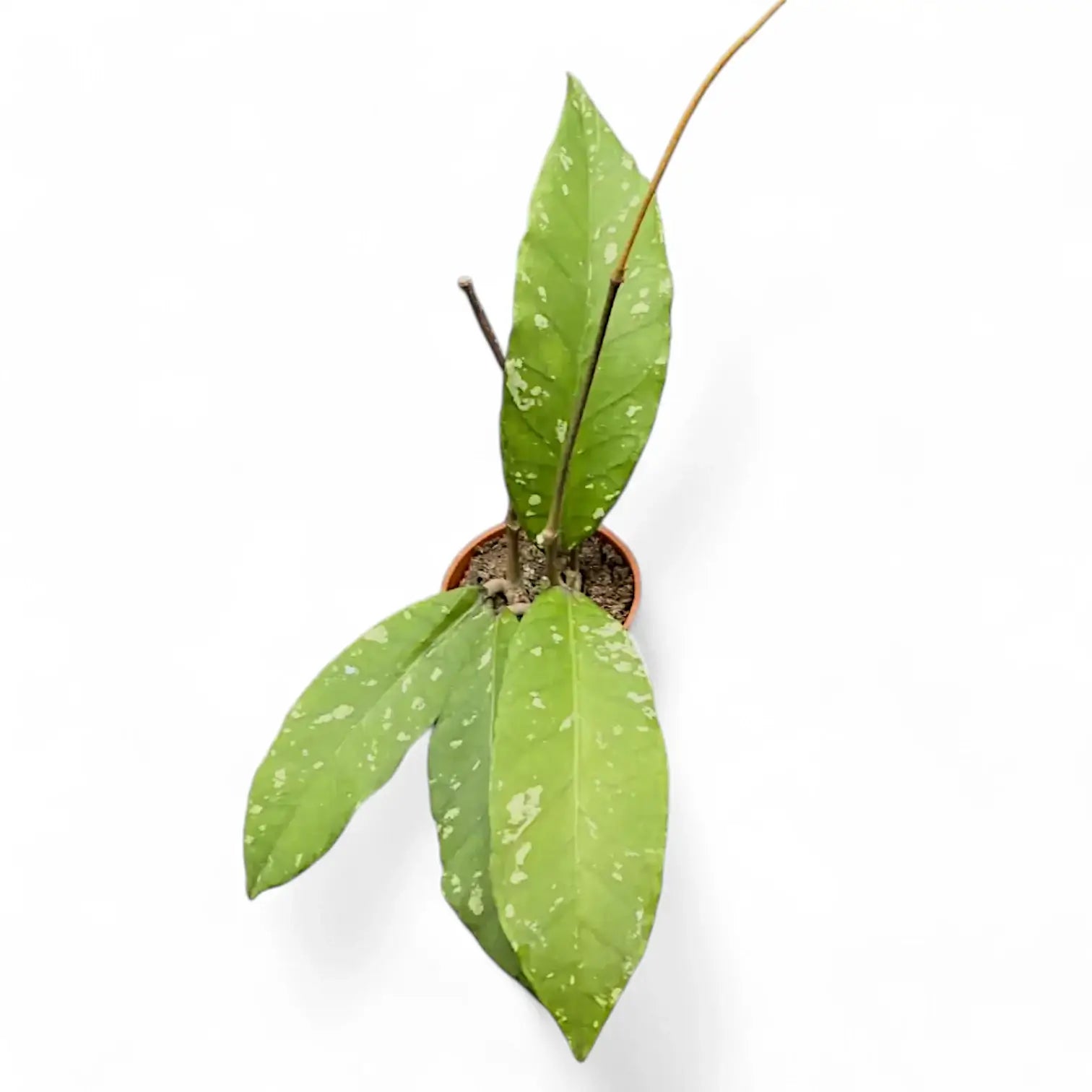 Hoya sp. Aceh 'Long leaf' Zimmerpflanze im Anzuchttopf vor weißem Hintergrund, Produktfoto 2.
