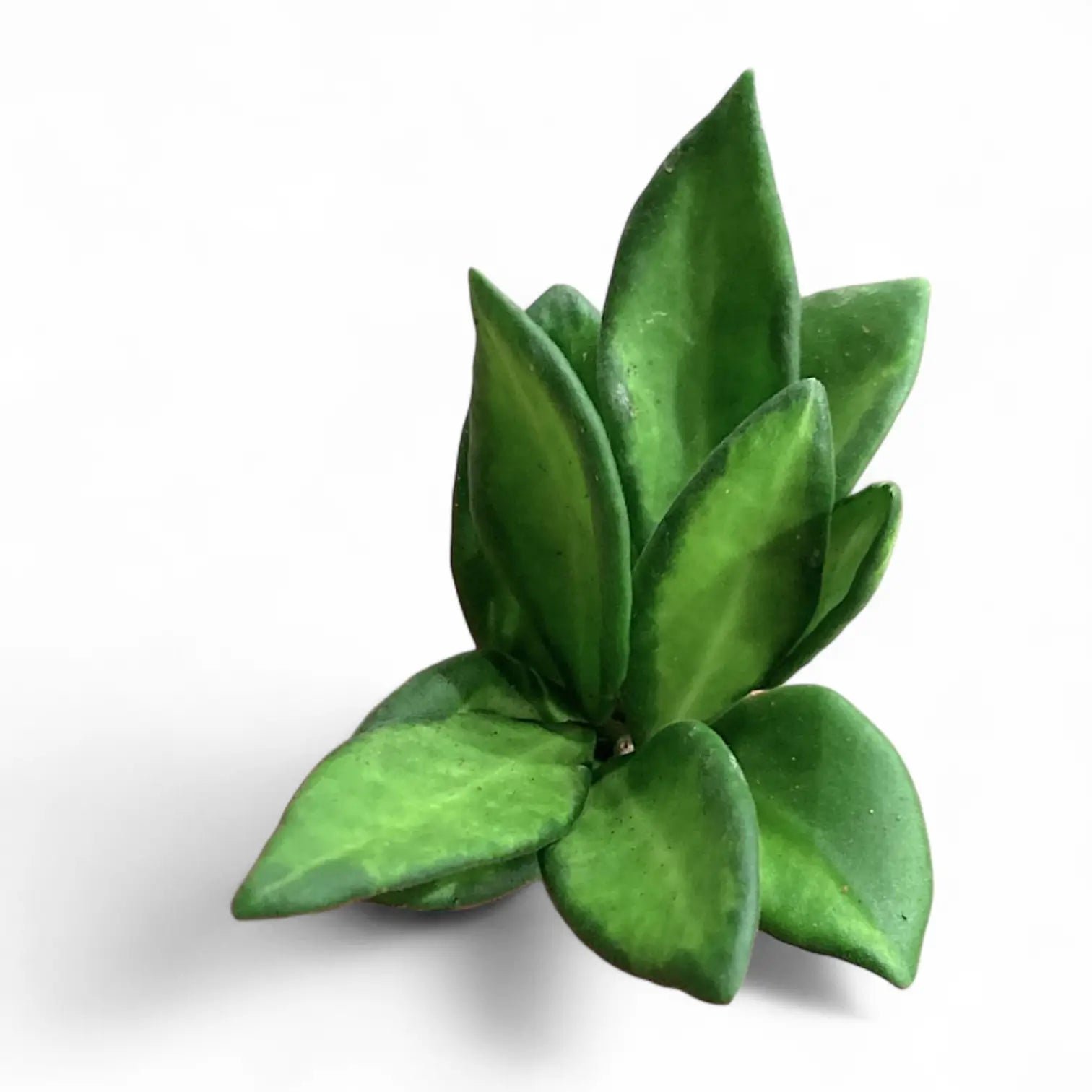 Hoya sp. DS-70 – Blattdetail vor weißem Hintergrund..