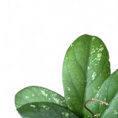Hoya sp. Gayo (Clone 1) close-up of leaf on white background.