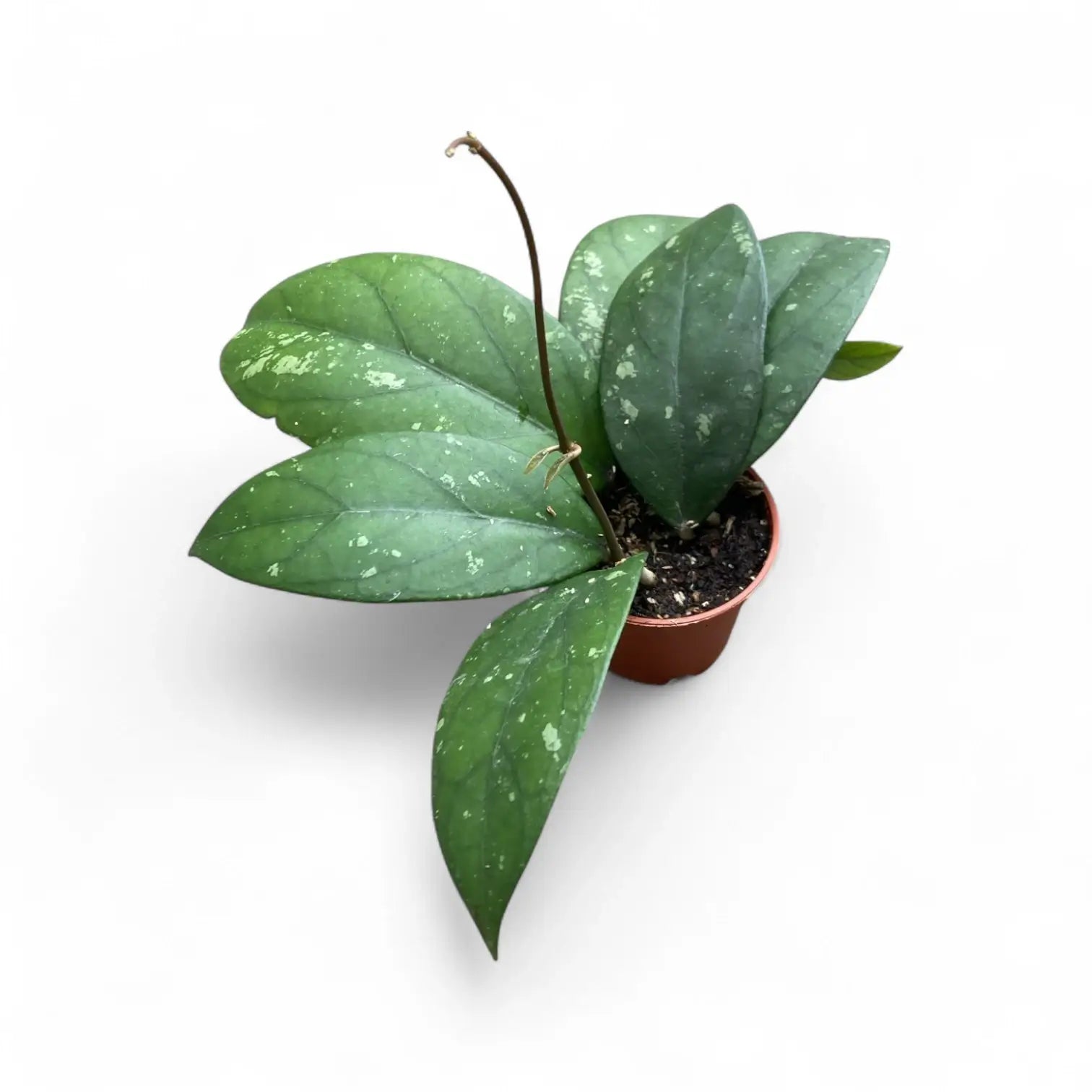 Hoya sp. Gayo (Clone 1) potted plant in nursery pot on white background.