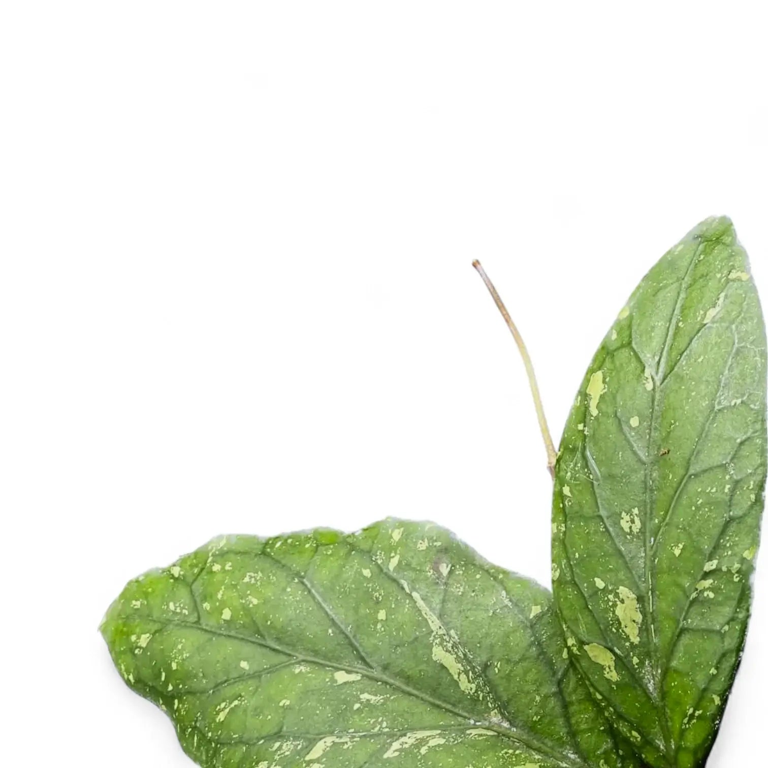 Hoya sp. Gayo – Blattdetail vor weißem Hintergrund..