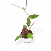 Hoya sp. Gayo potted plant in nursery pot on white background.