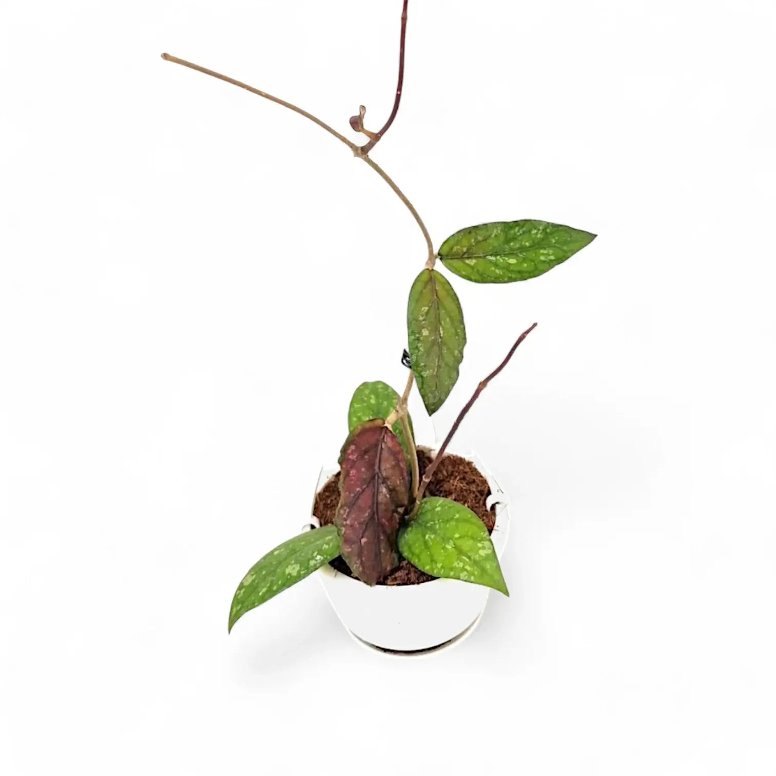Hoya sp. Gayo potted plant in nursery pot on white background.