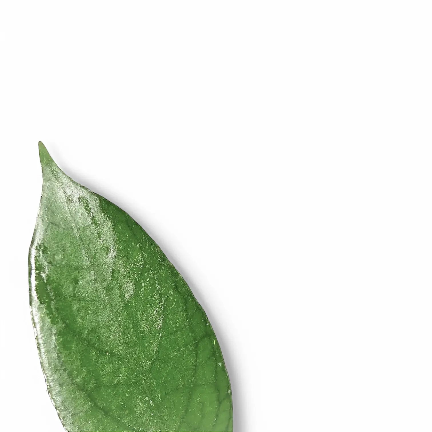 Hoya sp. Kho Resus Sunda Hang – Blattdetail vor weißem Hintergrund..