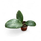 Hoya sp. Lai Chau 'Splash' potted plant in nursery pot on white background.