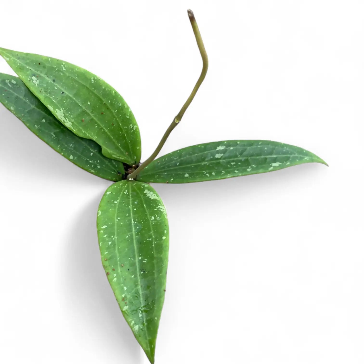 Hoya sp. Loei – Blattdetail vor weißem Hintergrund..