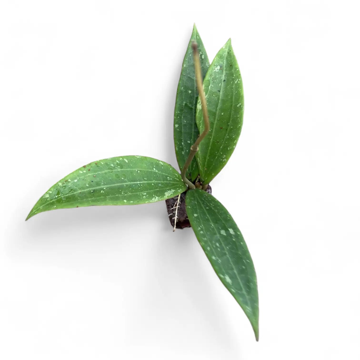 Hoya sp. Loei Zimmerpflanze im Anzuchttopf vor weißem Hintergrund, Produktfoto 2.