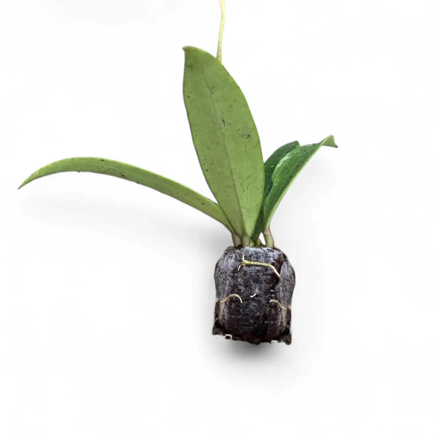 Hoya sp. Loei Zimmerpflanze im Anzuchttopf vor weißem Hintergrund, Produktfoto 3.