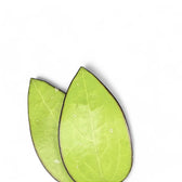Hoya sp. Malang leaf detail on white background.