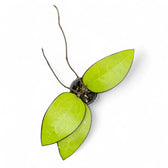Hoya sp. Malang potted plant in nursery pot on white background.