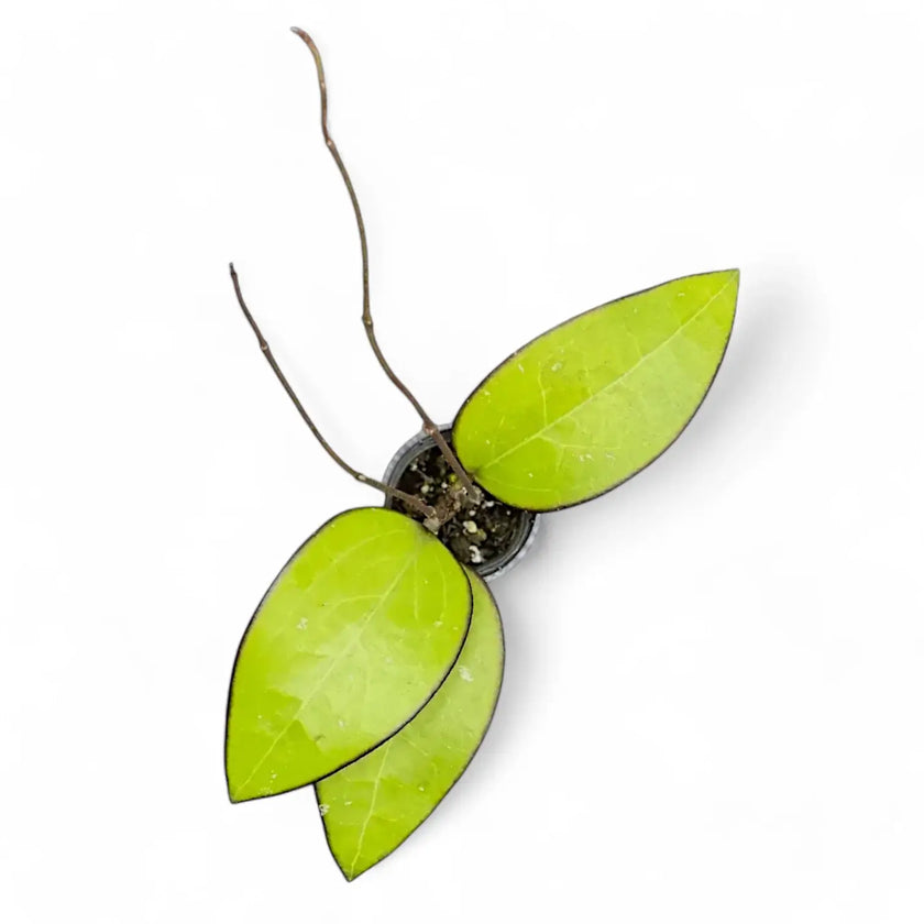 Hoya sp. Malang potted plant in nursery pot on white background.