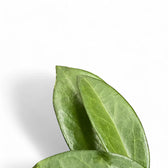 Hoya sp. Papua 004 leaf detail on white background.