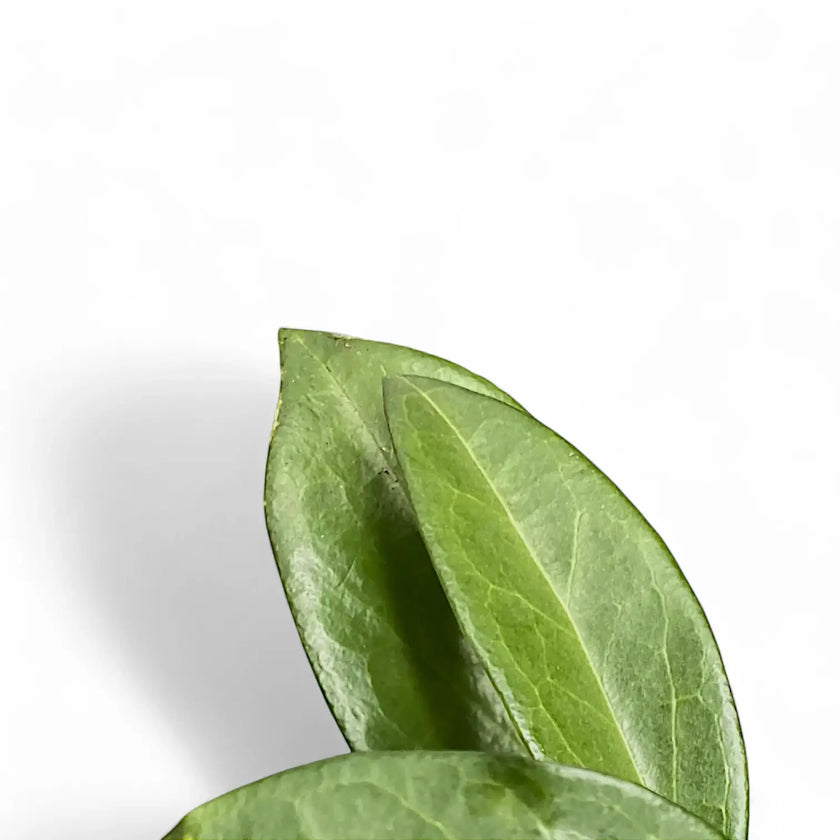 Hoya sp. Papua 004 leaf detail on white background.