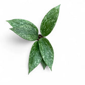 Hoya sp. Rangsan potted plant in nursery pot on white background.