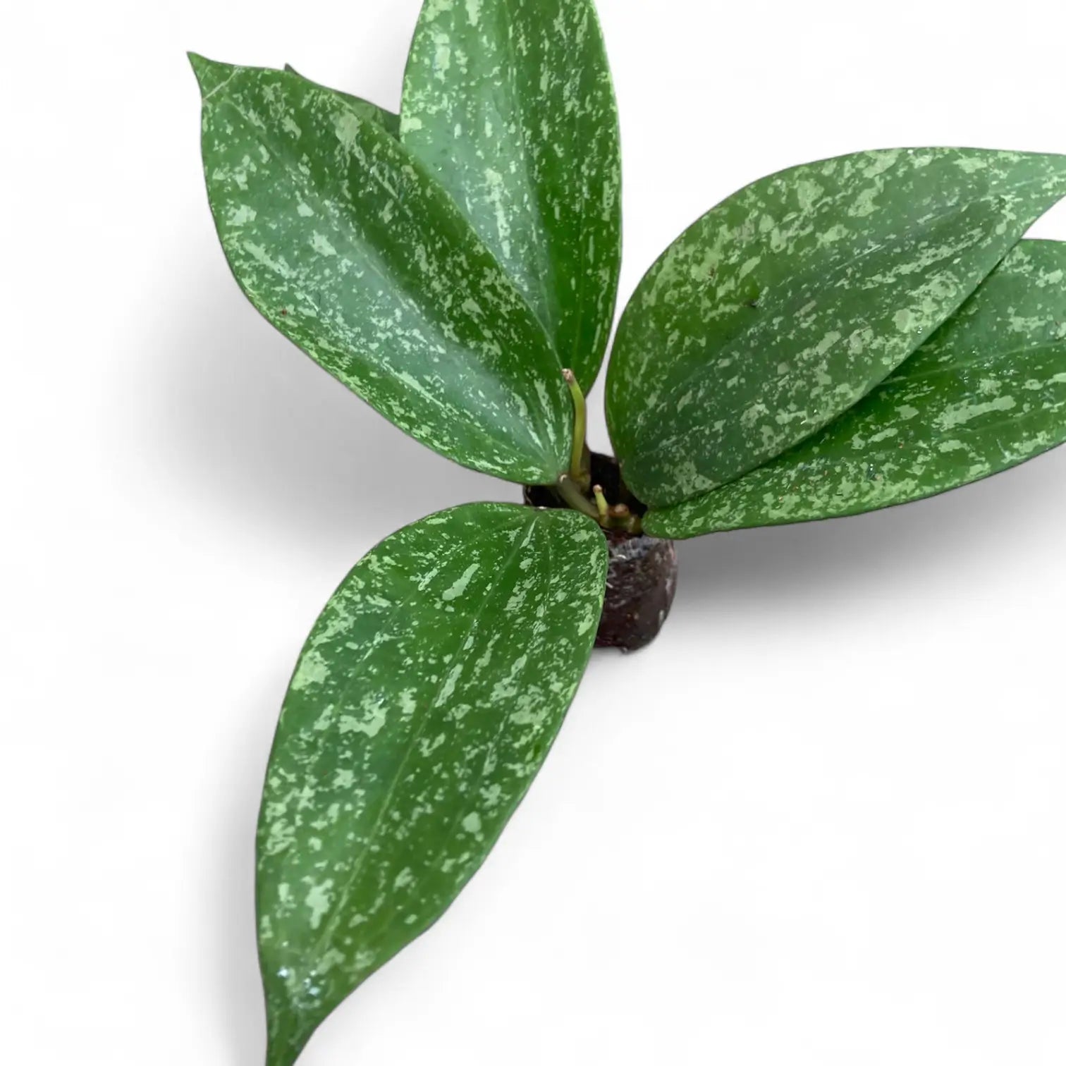 Hoya sp. Rangsan potted plant in nursery pot on white background.
