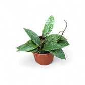 Hoya sp. Rangsan potted plant in nursery pot on white background.