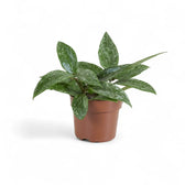 Hoya sp. Rangsan potted plant in nursery pot on white background.