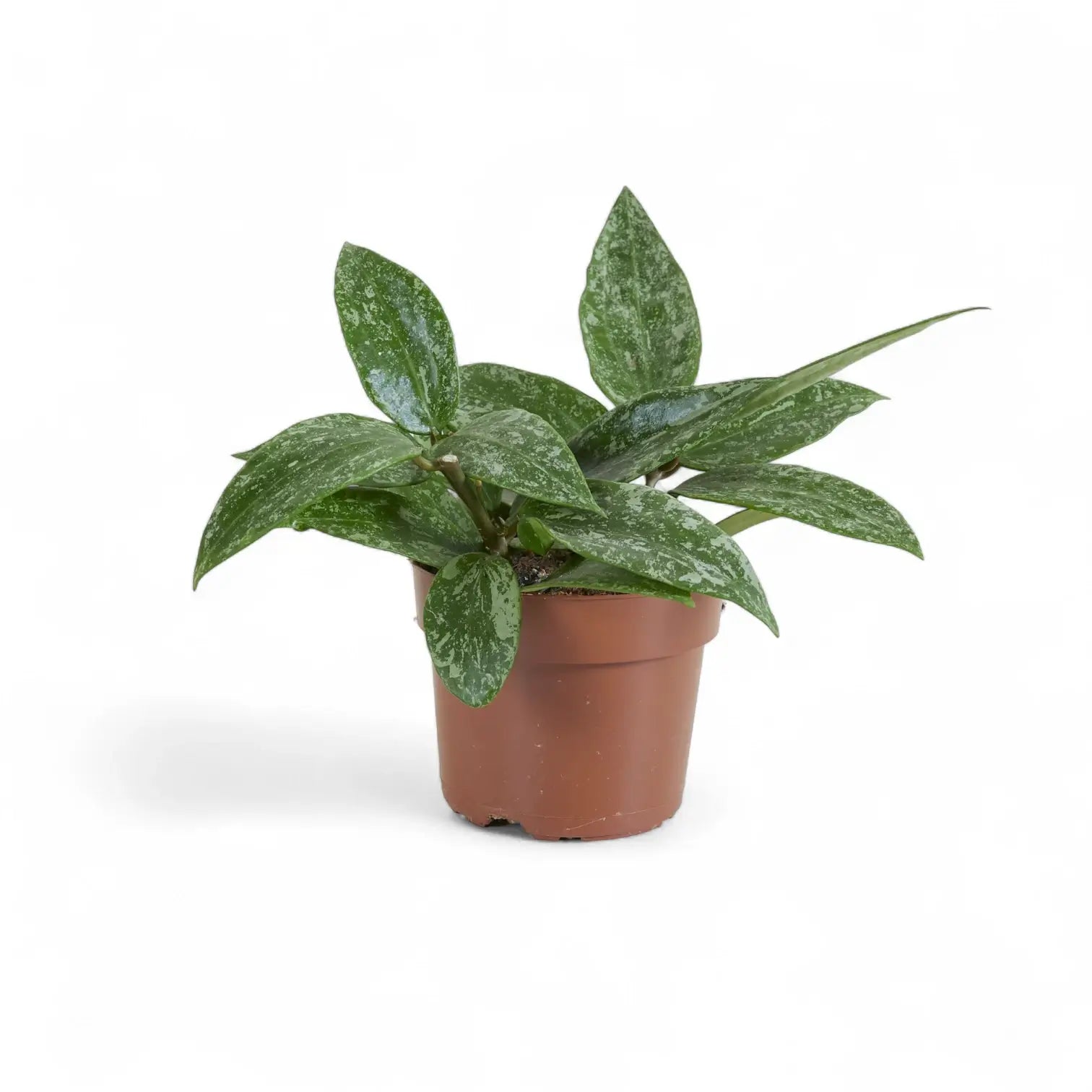 Hoya sp. Rangsan potted plant in nursery pot on white background.