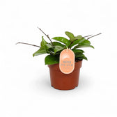 Hoya sp. Rangsan potted plant in nursery pot on white background.