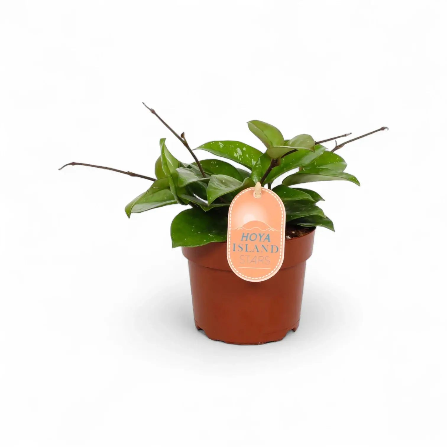 Hoya sp. Rangsan potted plant in nursery pot on white background.