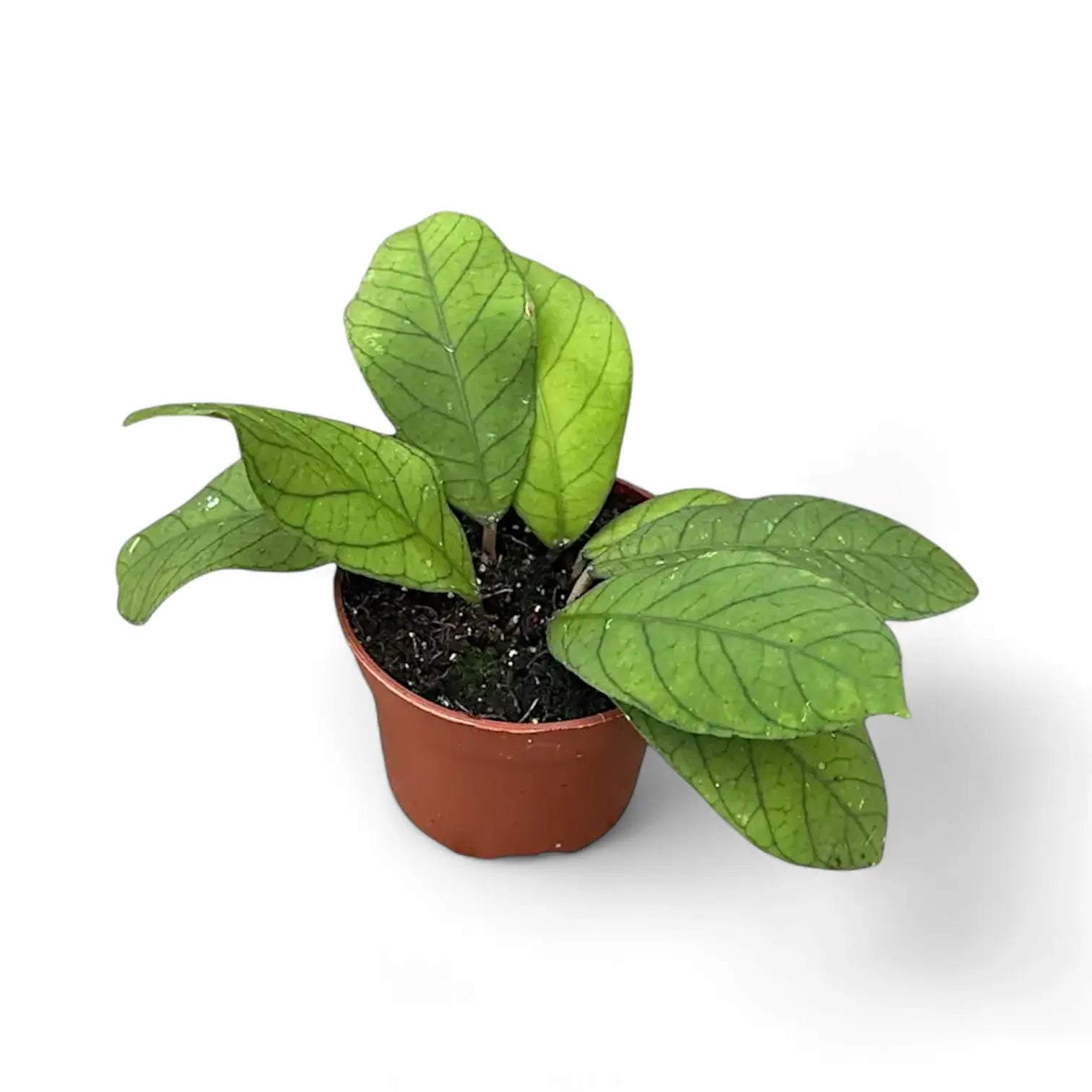 Hoya sp. Sabah (EPC 961) Zimmerpflanze im Anzuchttopf vor weißem Hintergrund, Produktfoto 2.